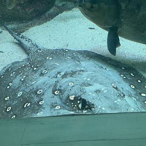 Ocellate river stingray