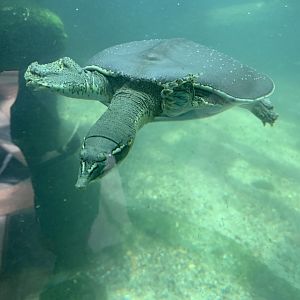 Texas spiny softshell turtle