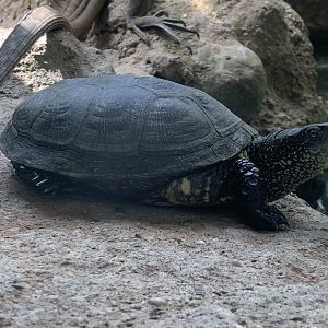 European pond turtle