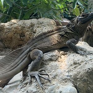 Philippine sailfin lizard