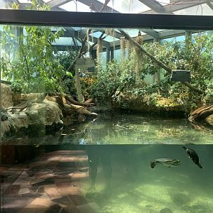 Turtle exhibit