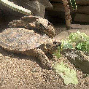 Pancake tortoise