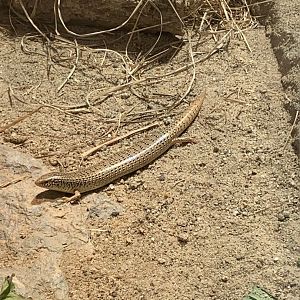 Ocellated skink