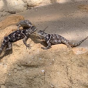 MacDougall's spiny lizard