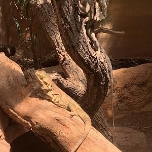Bearded dragon and frilled lizard