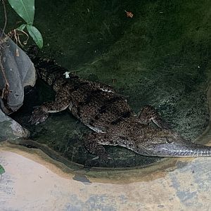 Johnstone's crocodile