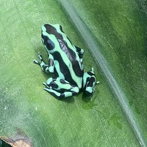 Green and black poison dart frog