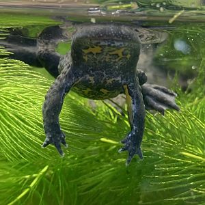 Yellow-bellied toad