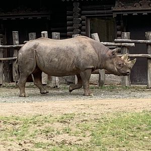 Eastern black rhinoceros