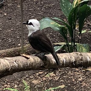 Sumatran laughingthrush