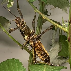 Thorny devil stick insect