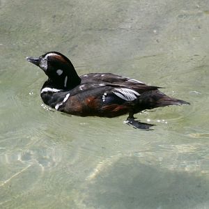 Atlantic harlequin duck