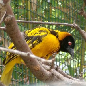 Western village weaver