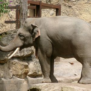 Asian elephant