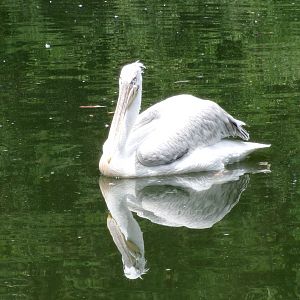 Dalmatian pelican