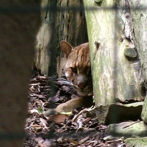 Tibetan golden cat