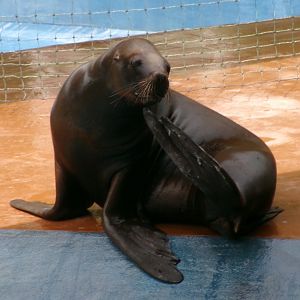 South American sea lion