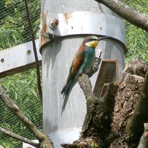 European bee-eater