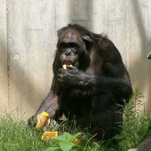 Chimpanzee