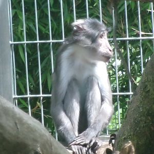 White-naped mangabey