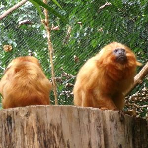 Golden lion tamarin