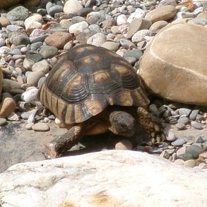 Marginated tortoise