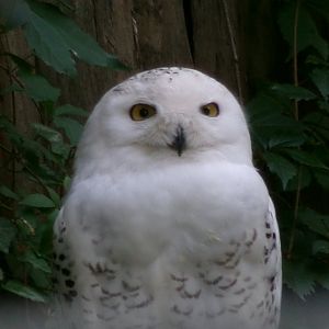 Snowy owl