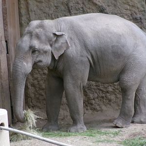 Asian elephant