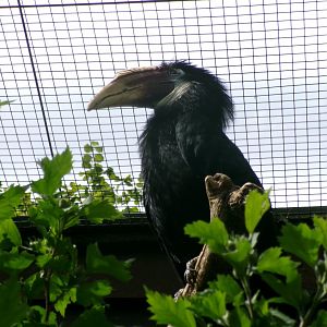 Papuan hornbill