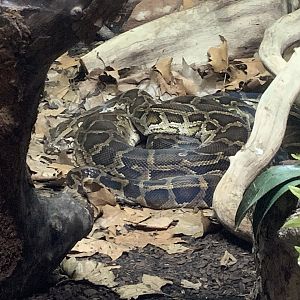 Burmese  python