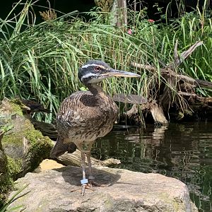 Amazonian sunbittern