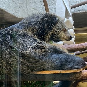Malayan binturong