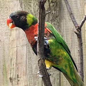 Mitchell's lorikeet