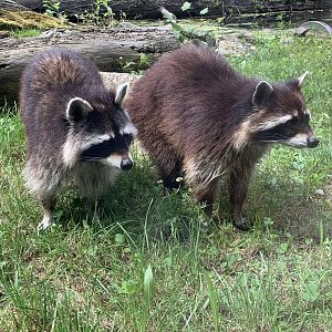 Common raccoons