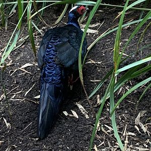 Edward's pheasant