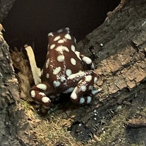 Marañón poison frog