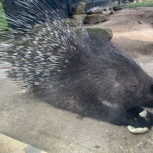 Indian crested porcupine