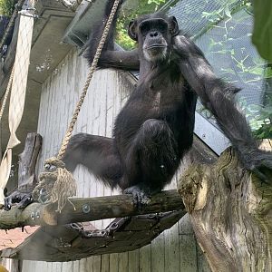 Chimpanzee