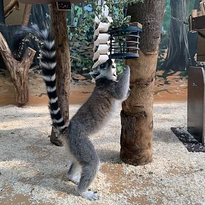 Ring-tailed lemur