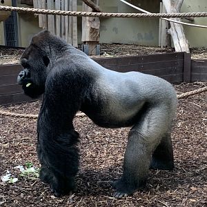 Western lowland gorilla