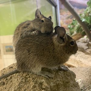 Common degus