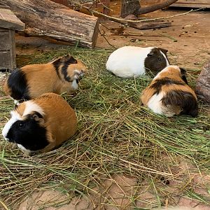 Guinea pigs