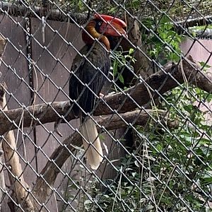 Northern rufous hornbill