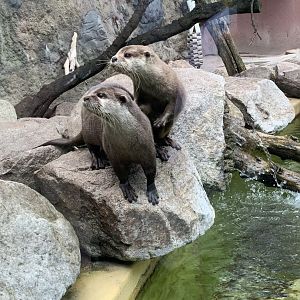 Asian small-clawed otters
