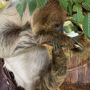 Linnaeus's two-toed sloth
