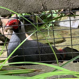 Siamese fireback