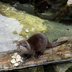 Asian small-clawed otter