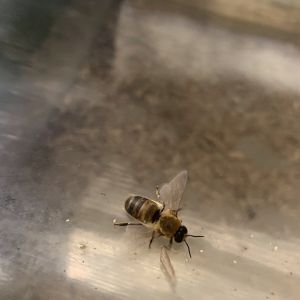 European honey bee