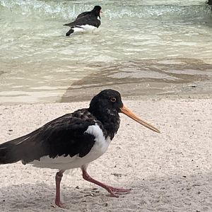Eurasian oystercatcher