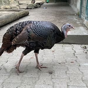 Bronze turkey